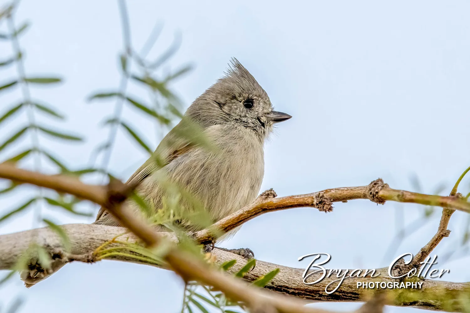 Juniper Titmouse