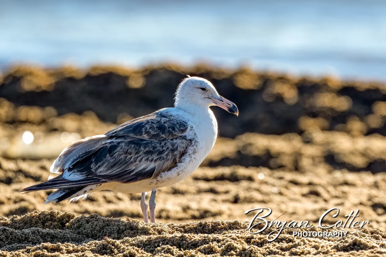 Kelp Gull