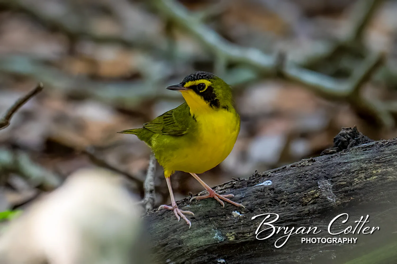 Kentucky Warbler