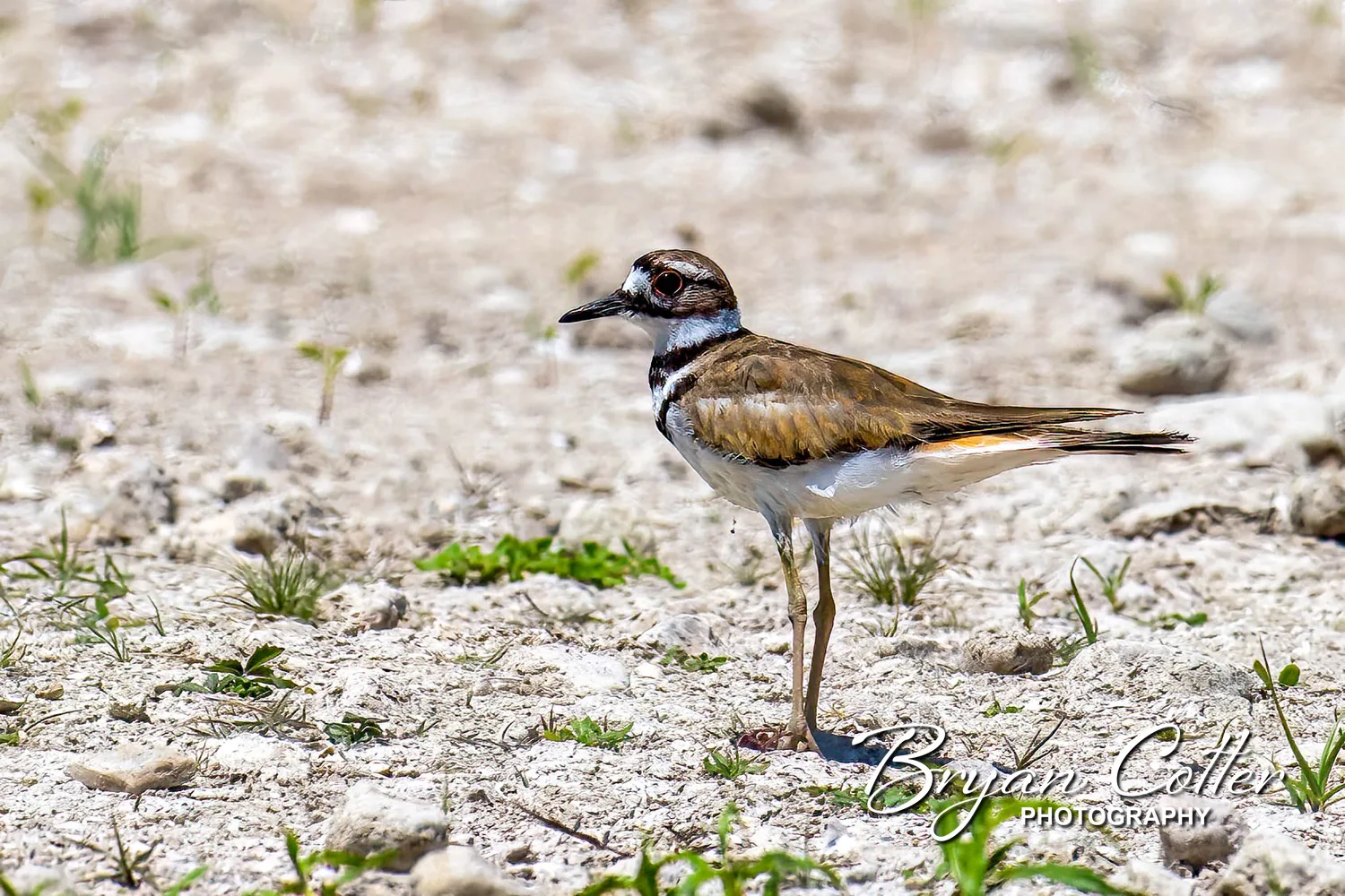 Killdeer