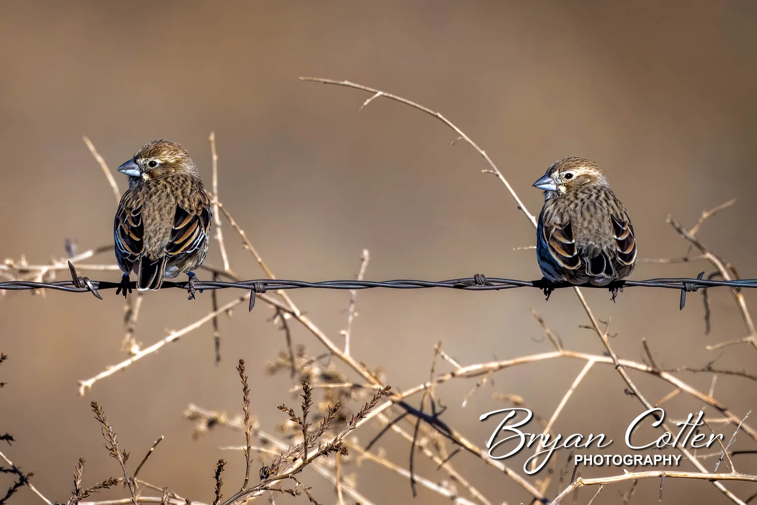 Lark Bunting