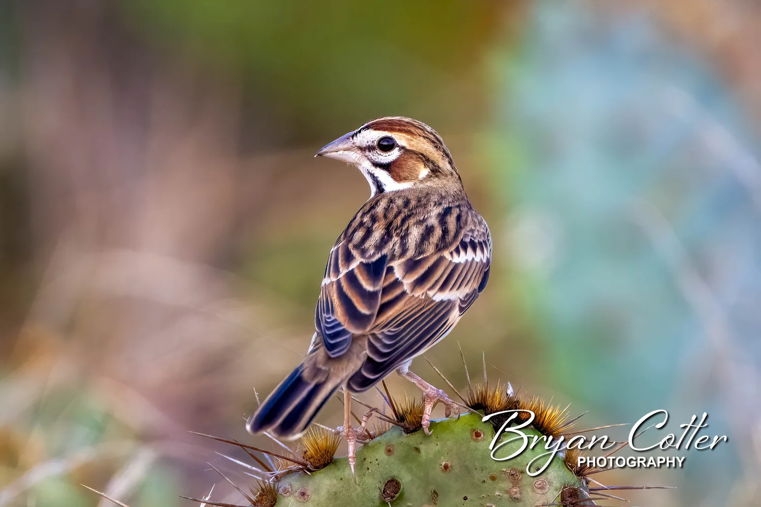 Lark Sparrow