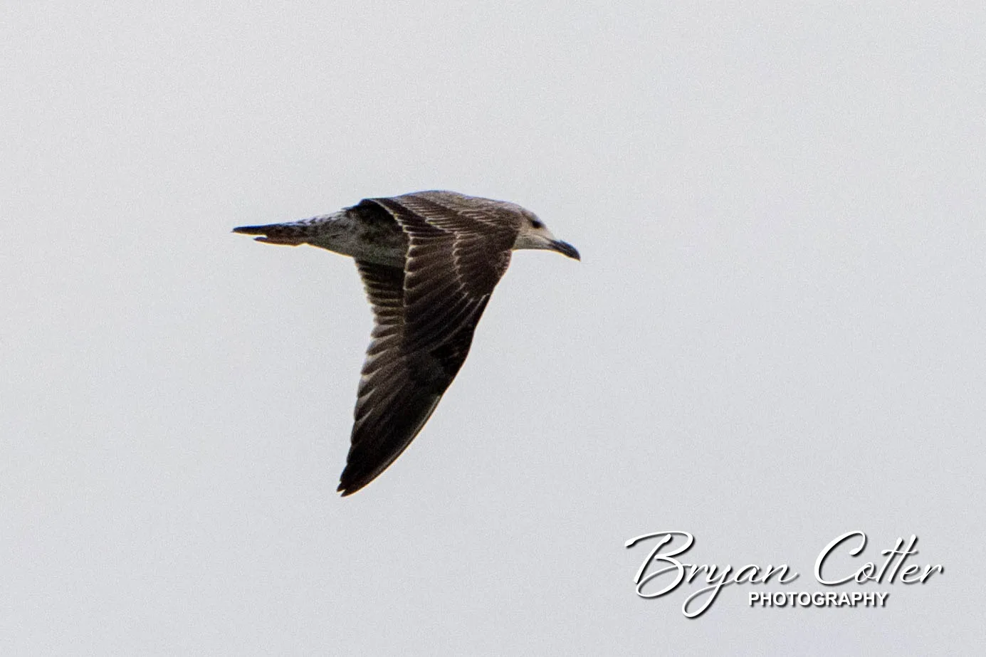 Lesser Black-backed Gull
