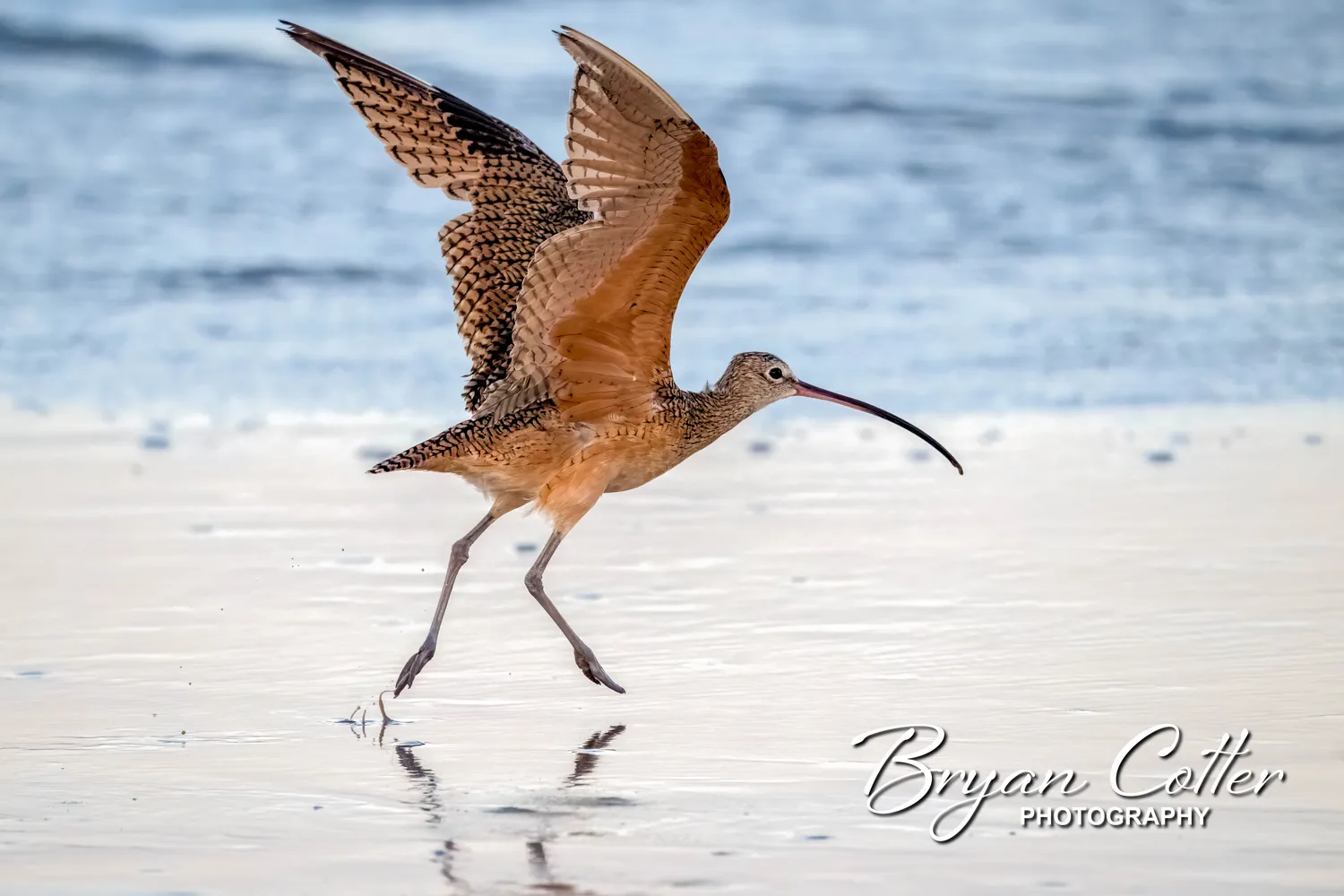 Long-billed Curlew