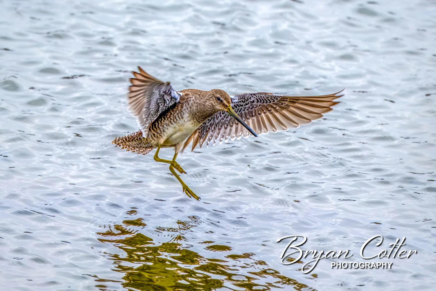 Long-billed Dowitcher