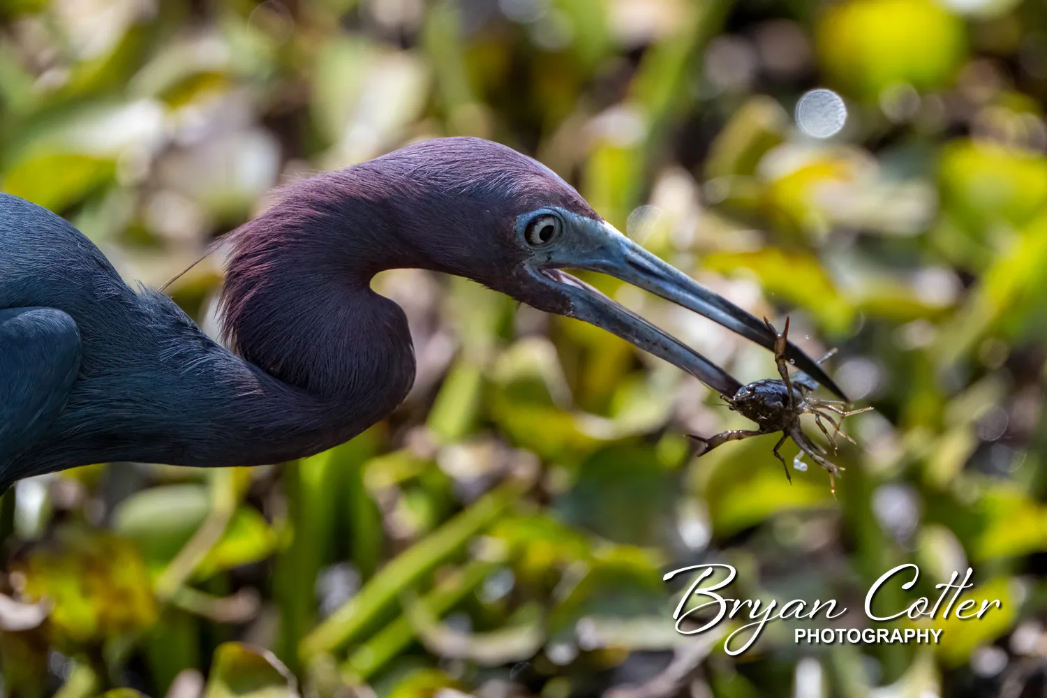 Little Blue Heron