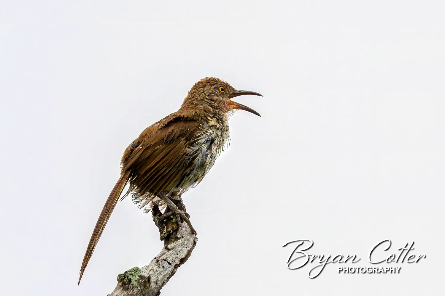 Long-billed Thrasher