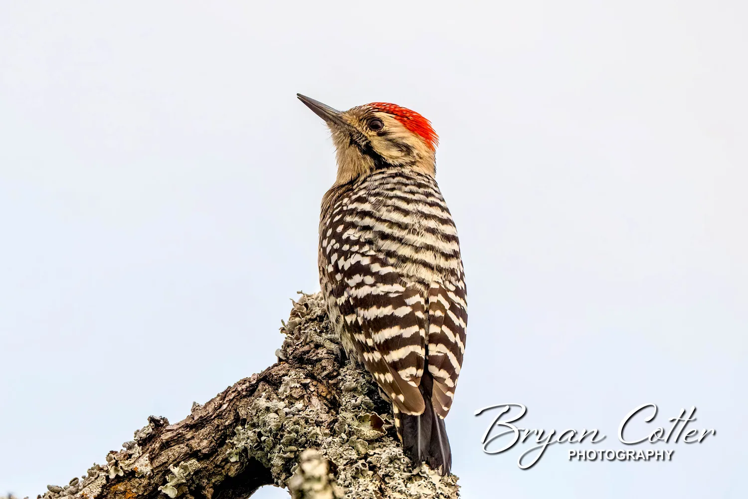 Ladder-backed Woodpecker
