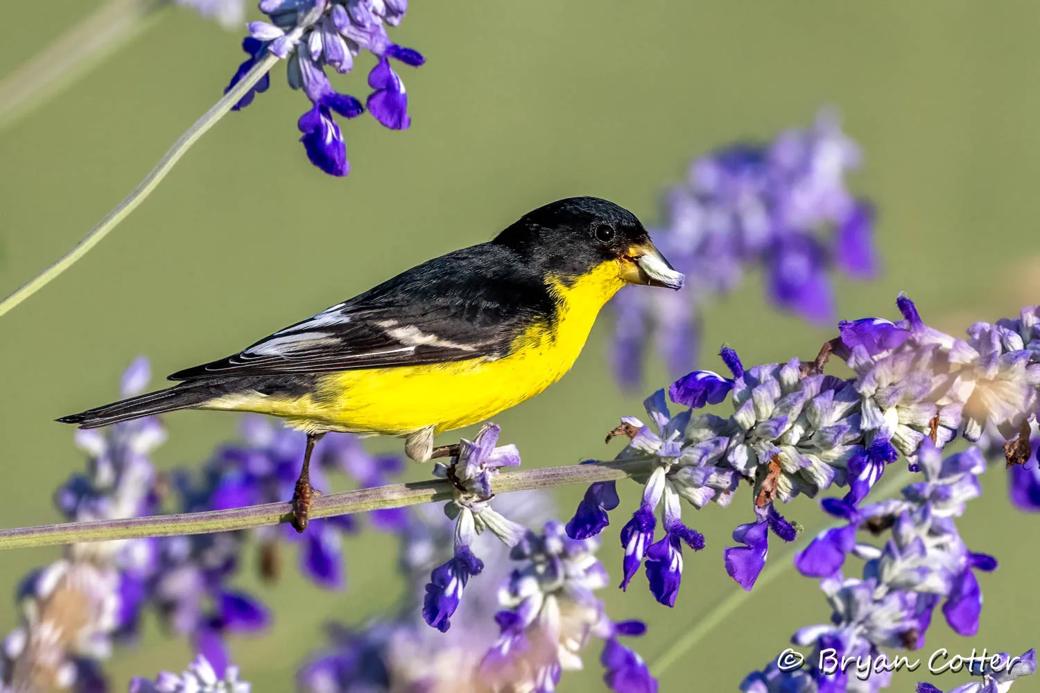 Lesser Goldfinch