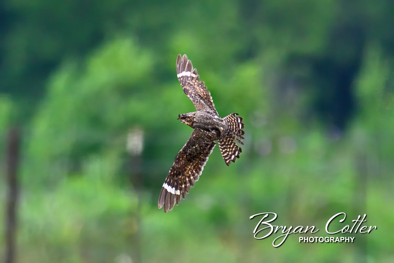 Lesser Nighthawk