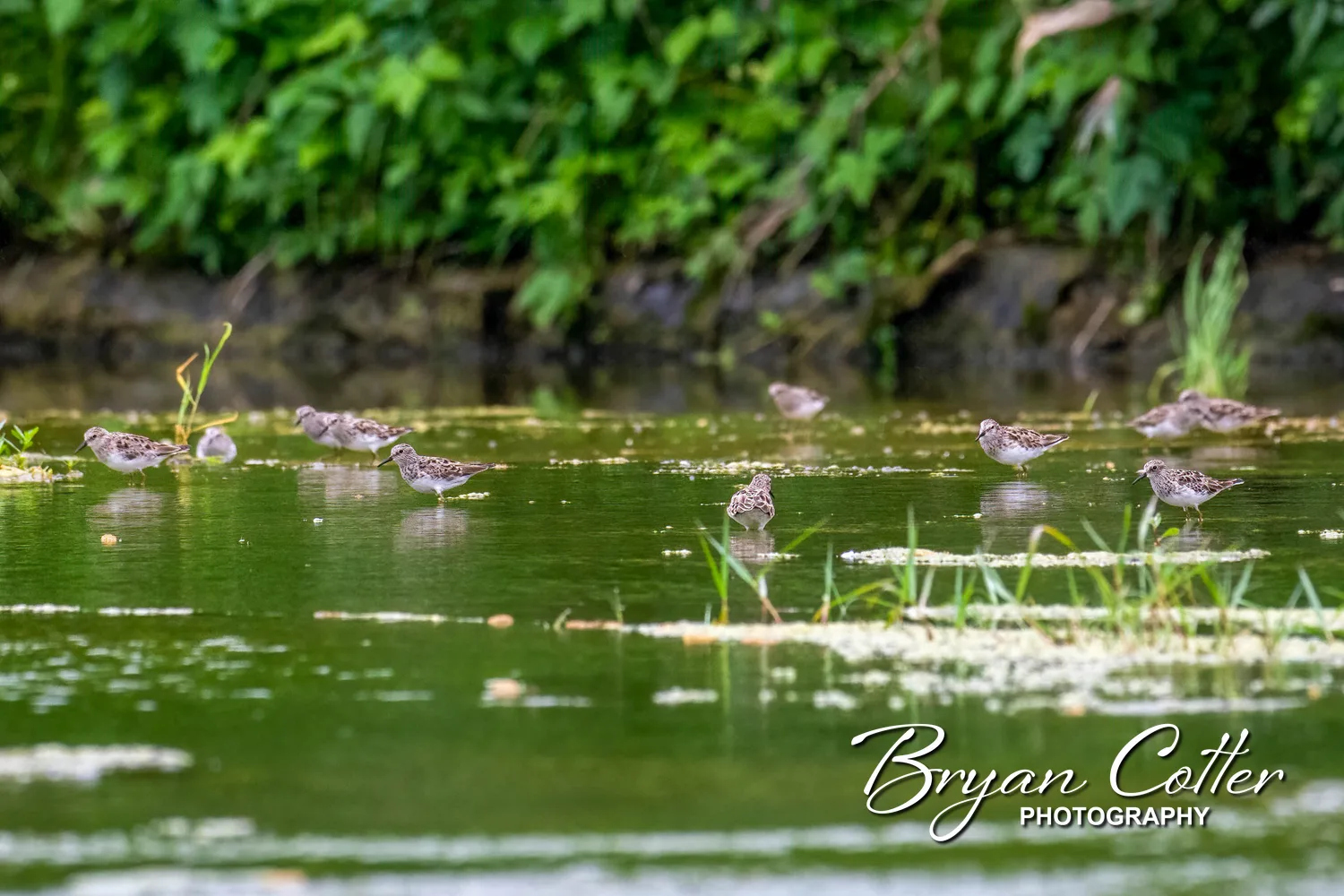Least Sandpiper