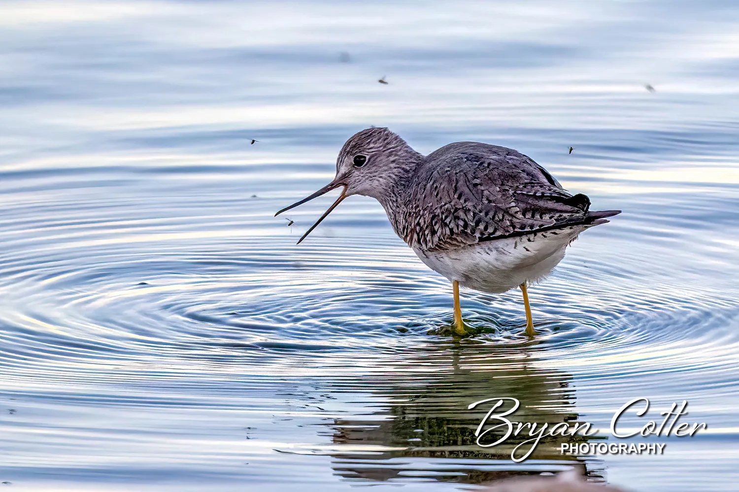 Lesser Yellowlegs