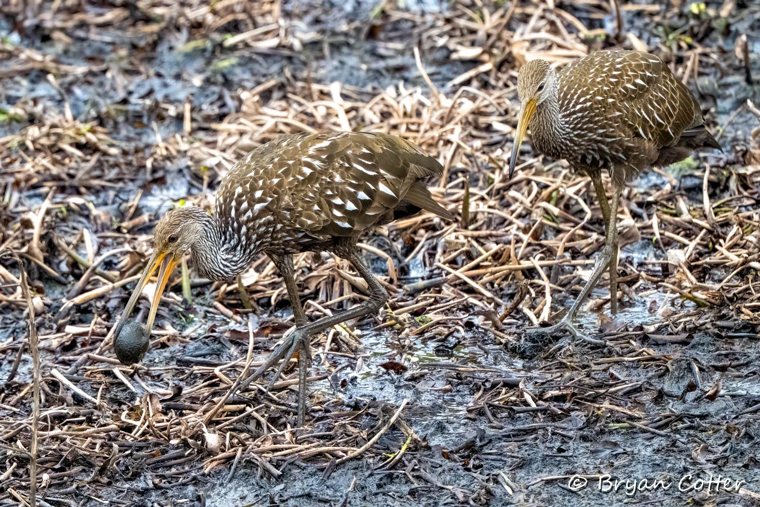 Limpkin