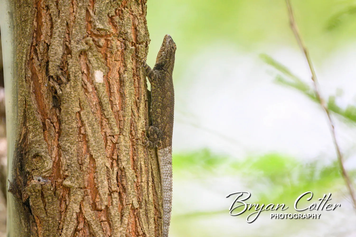 Texas Spiny Lizard