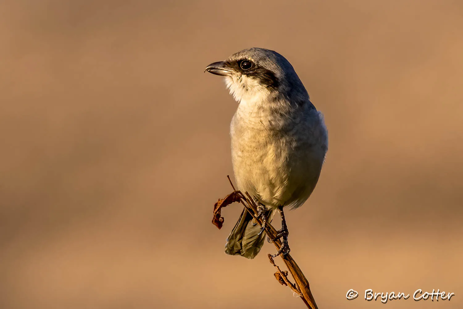 Loggerhead Shrike