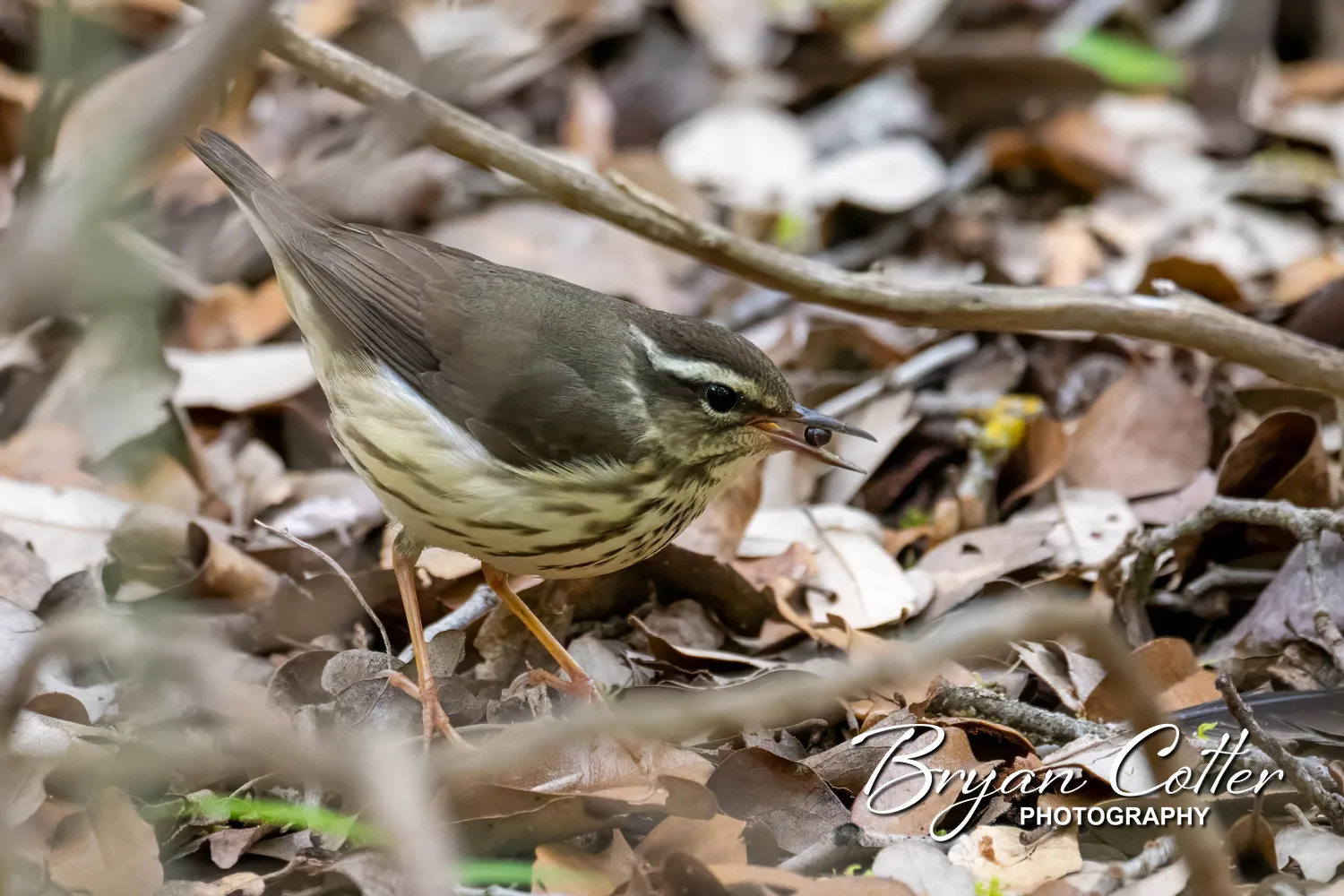 Louisiana Waterthrush