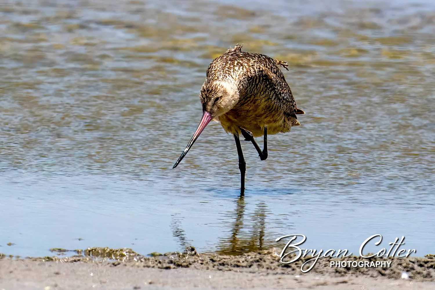 Marbled Godwit