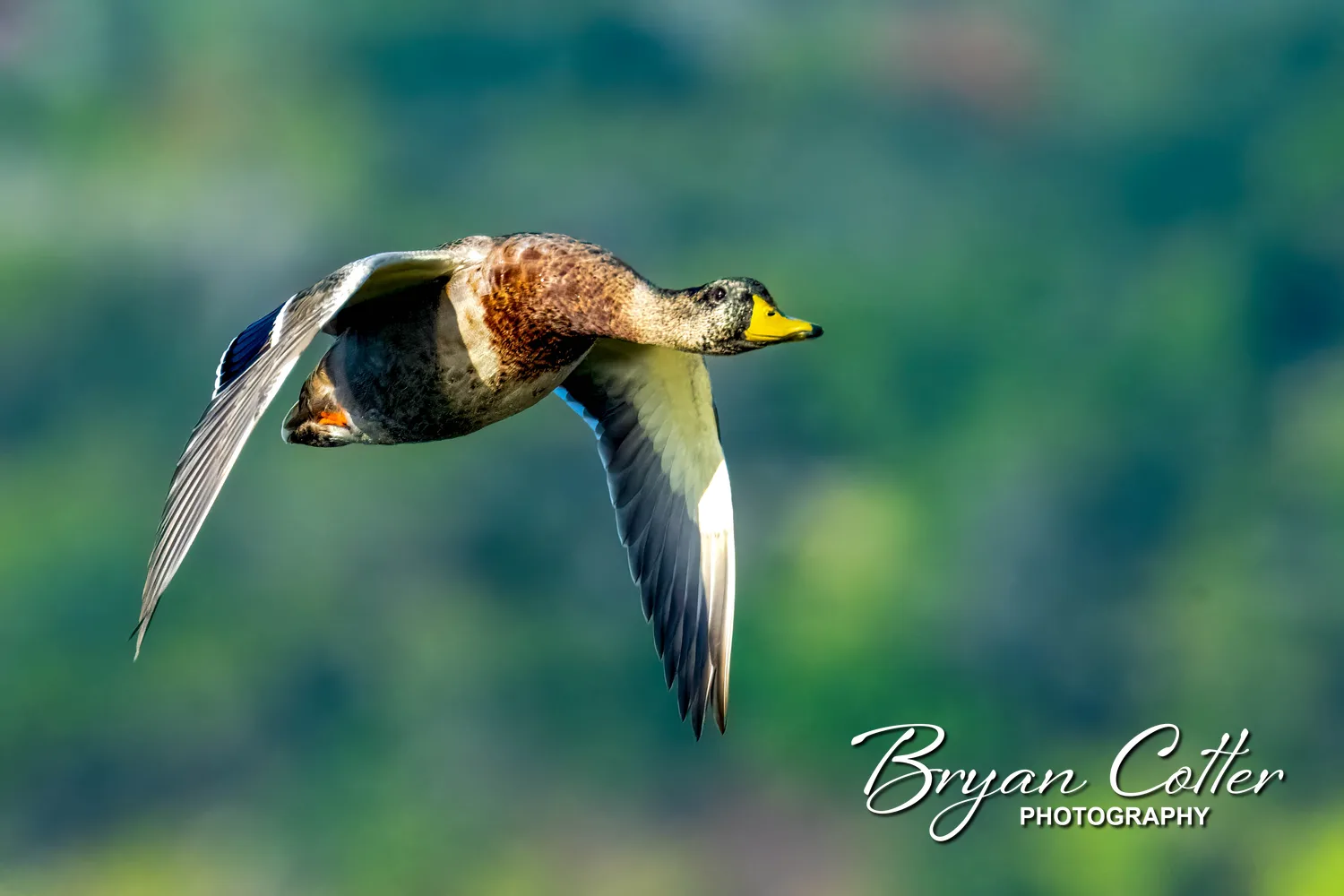 Mallard