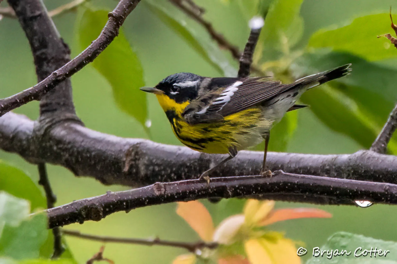 Magnolia Warbler