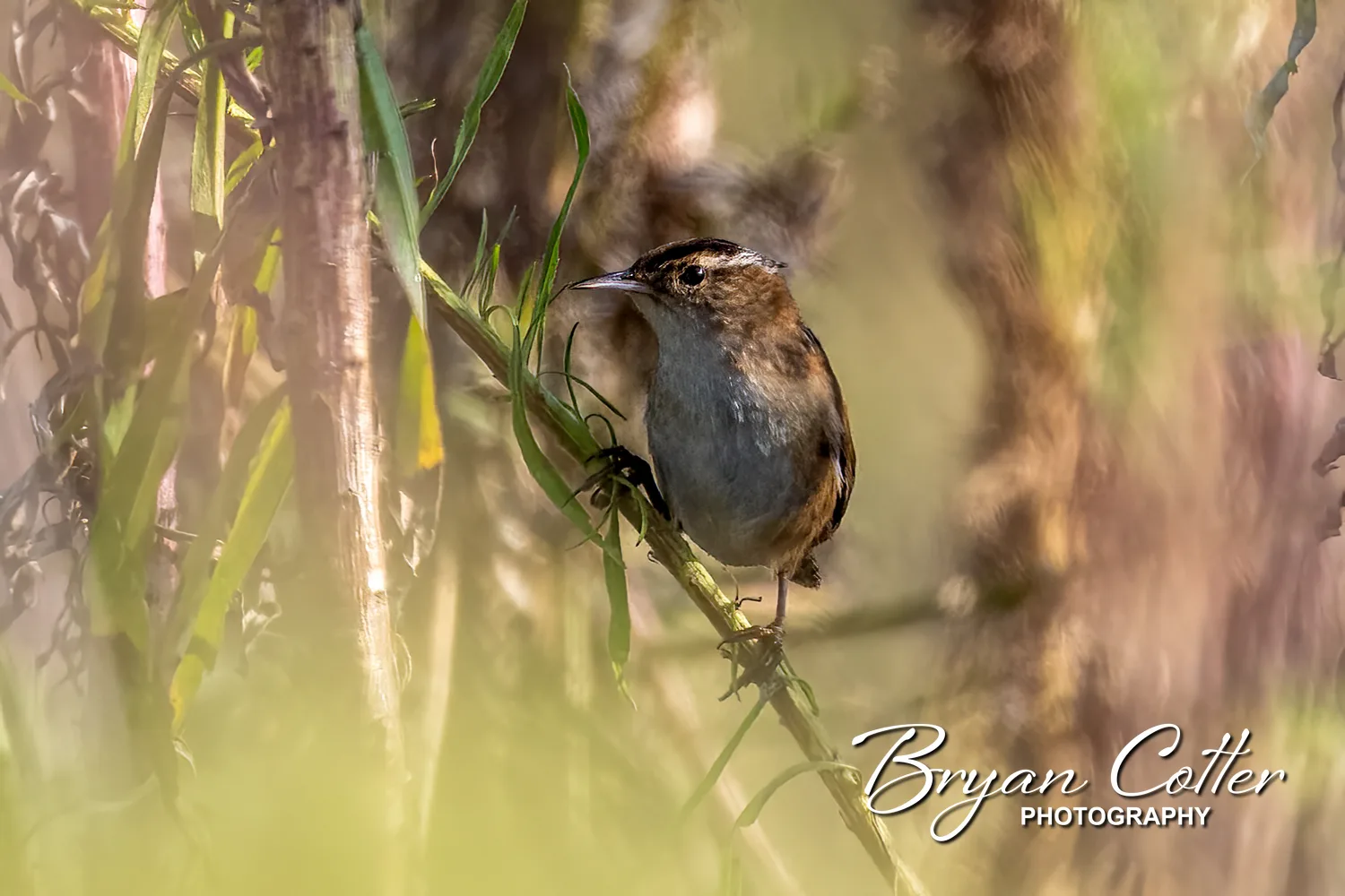 Marsh Wren