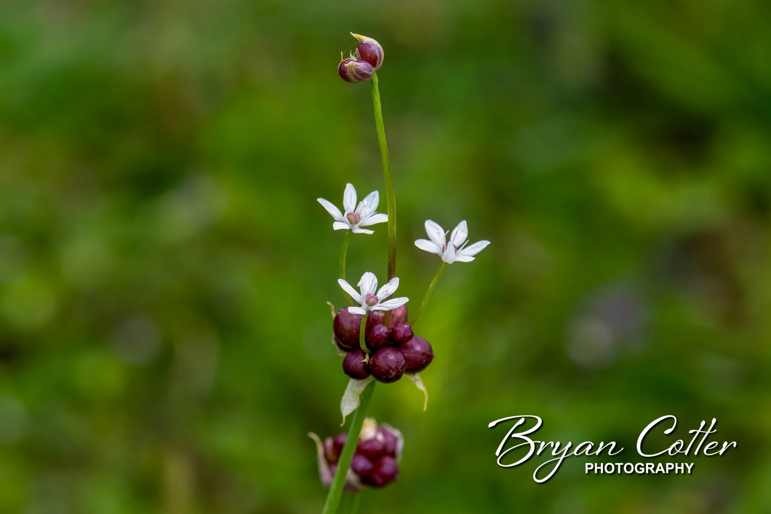 Meadow Garlic