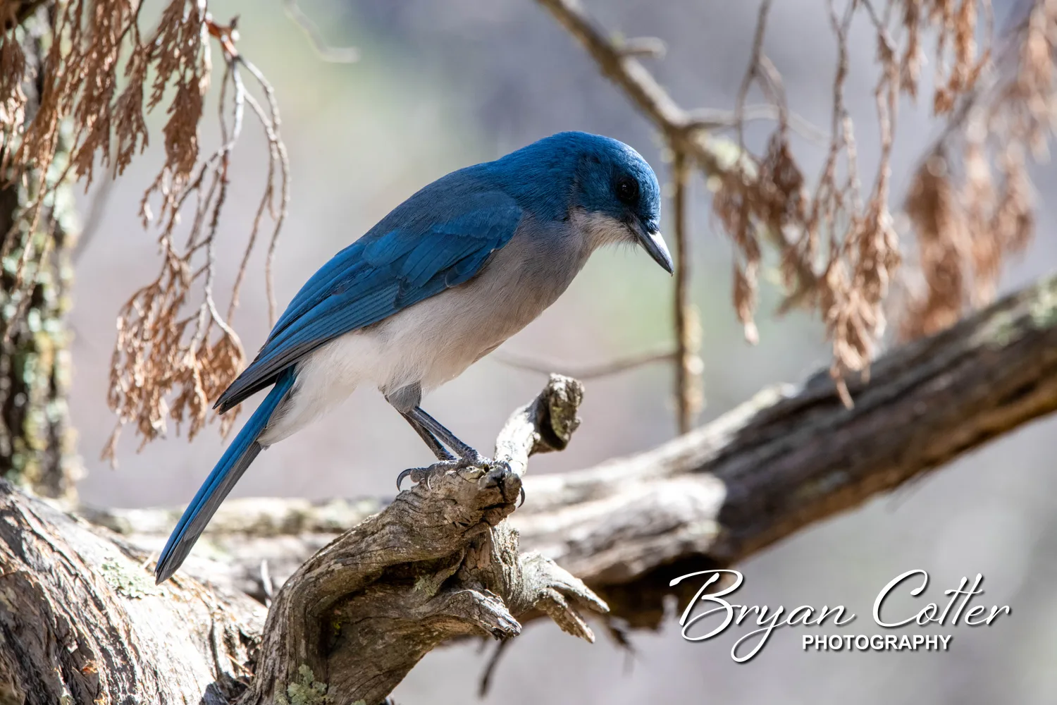 Mexican Jay