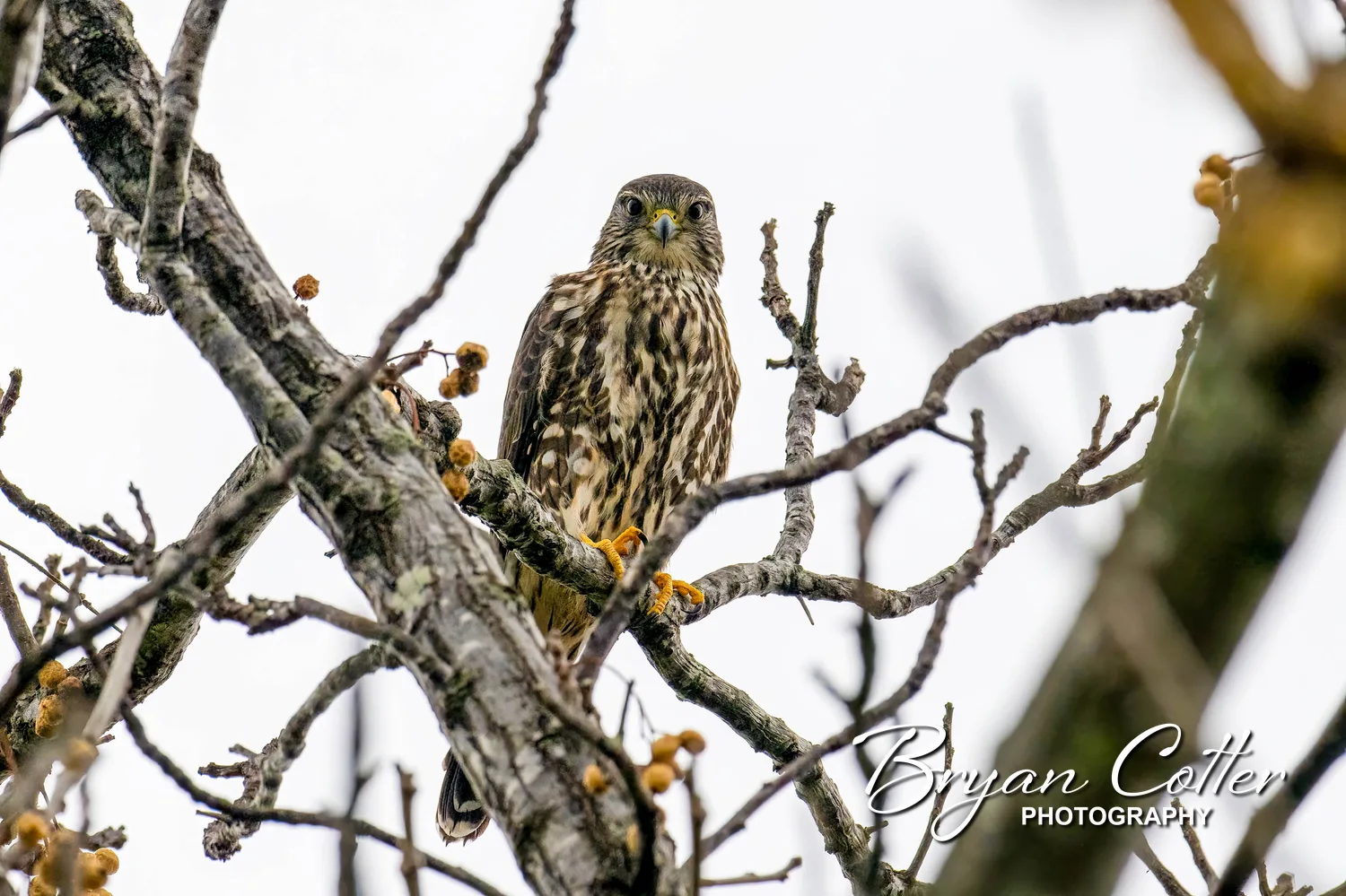Merlin