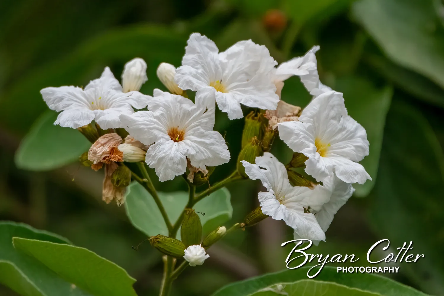 Mexican Olive
