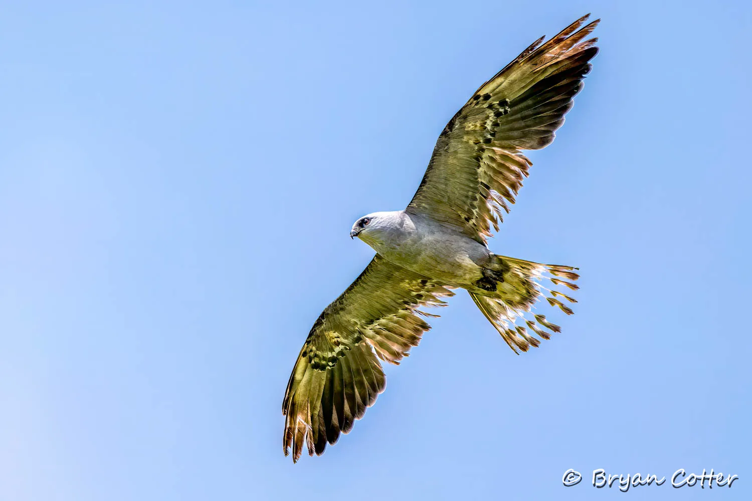 Mississippi Kite