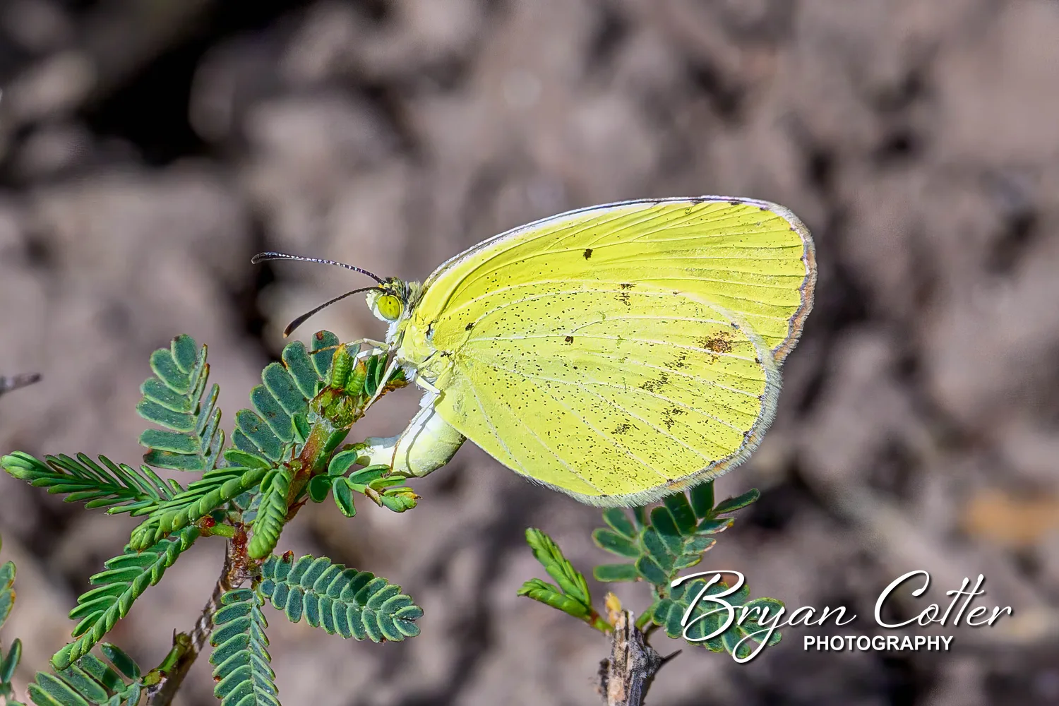 Mimosa Yellow