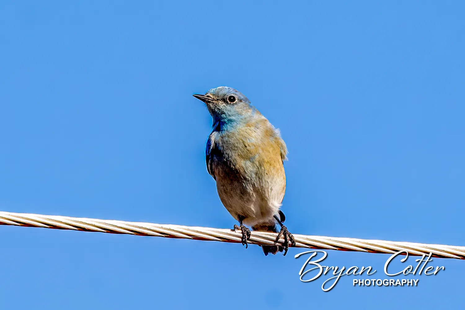 Mountain Bluebird