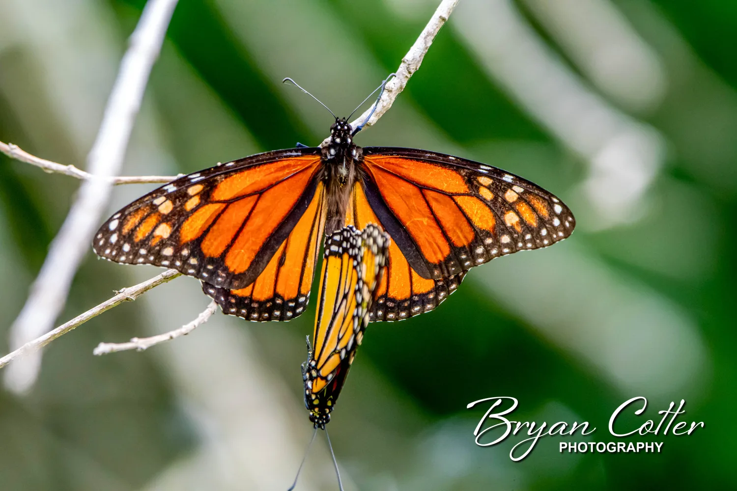 Monarch Butterfly