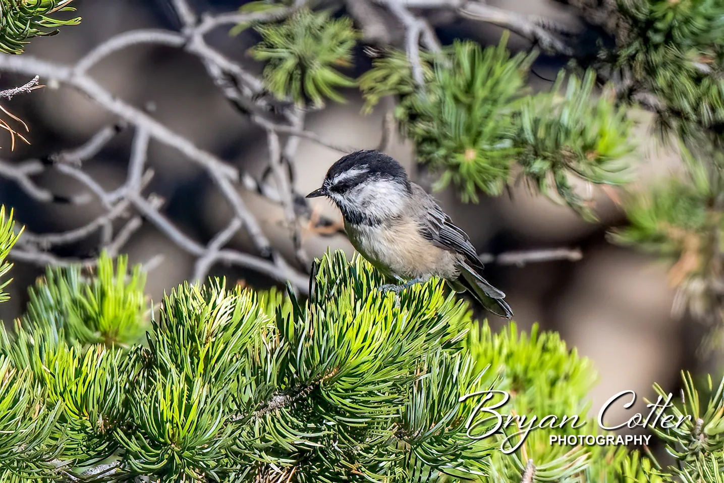 Mountain Chickadee
