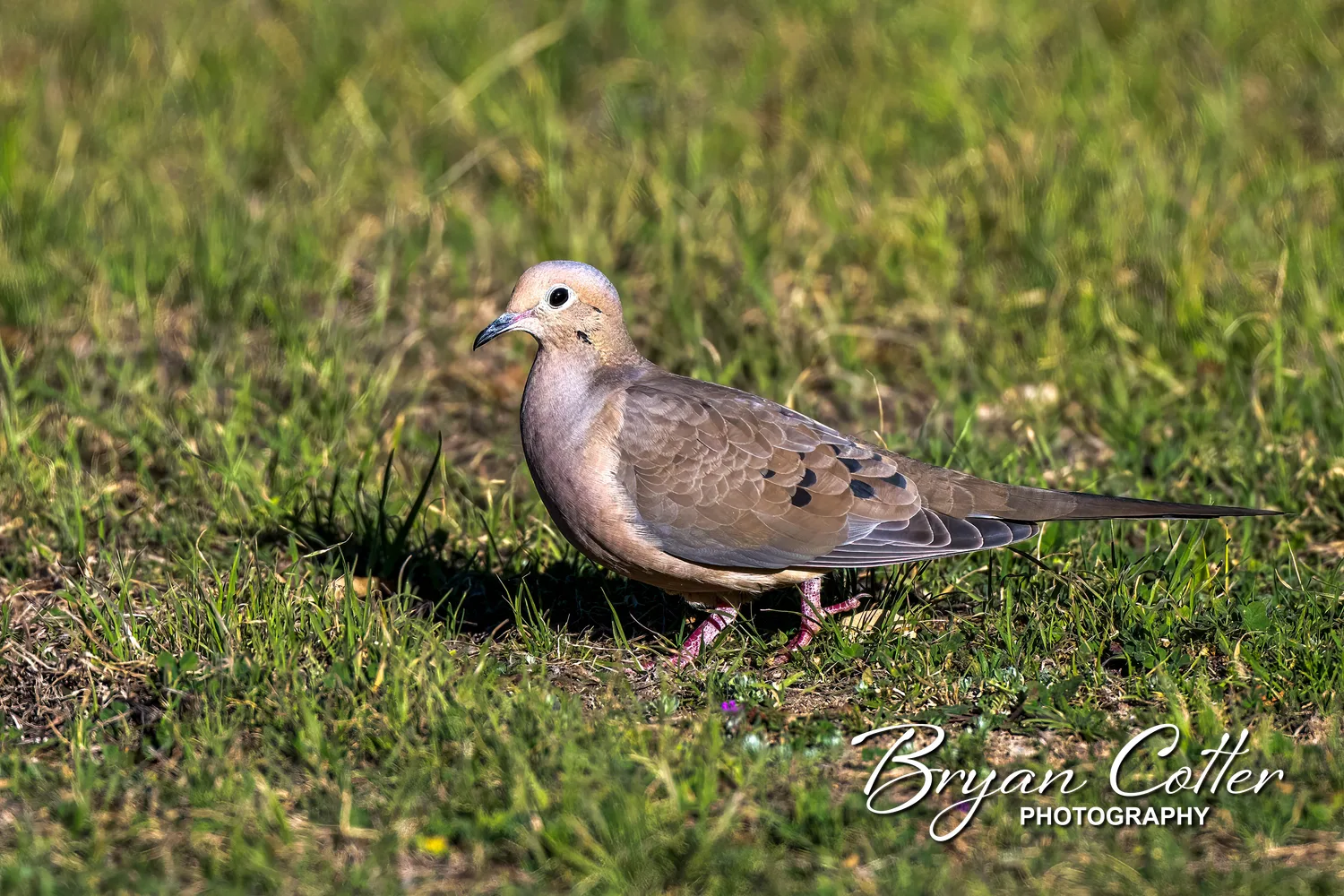 Mourning Dove