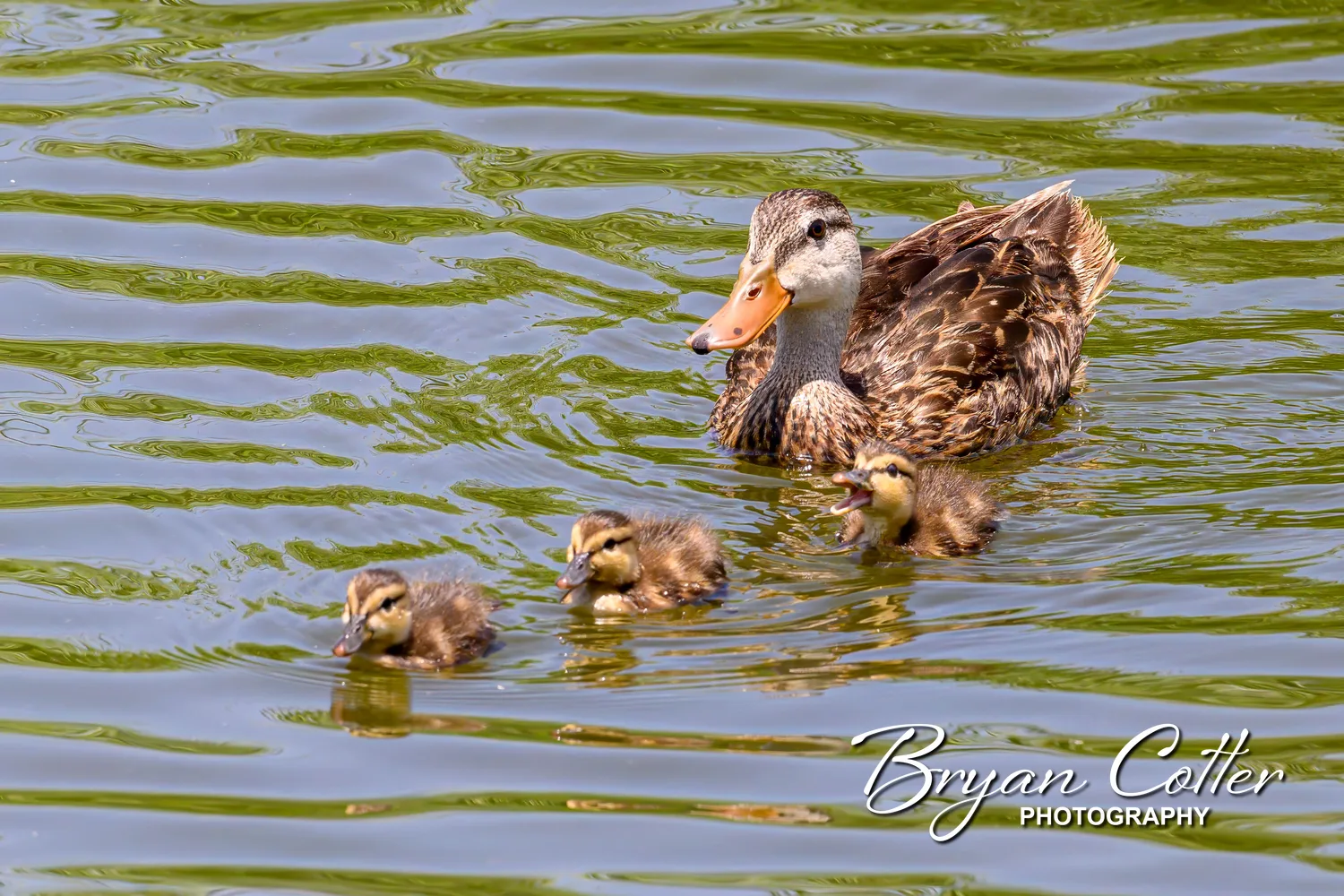 Mottled Duck