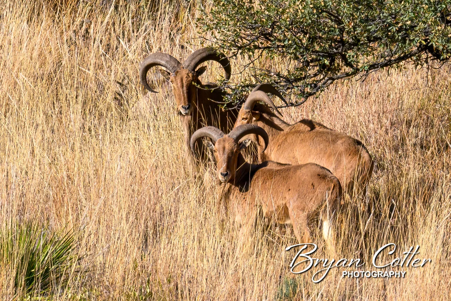 Mountain Goats