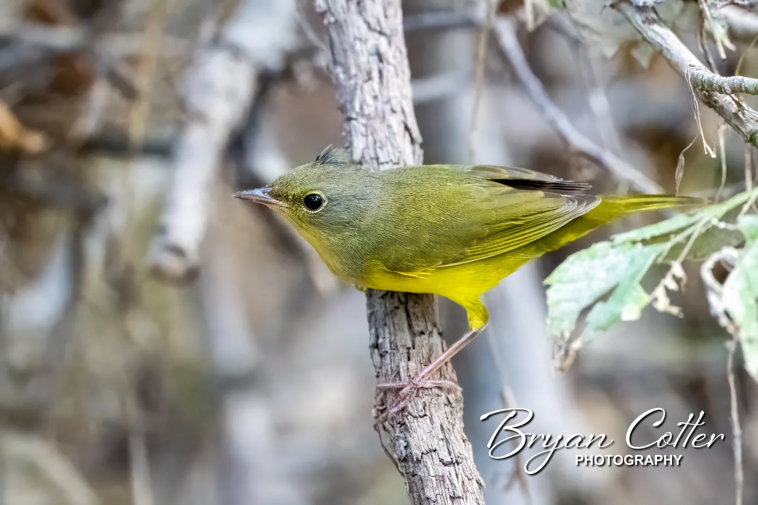 Mourning Warbler