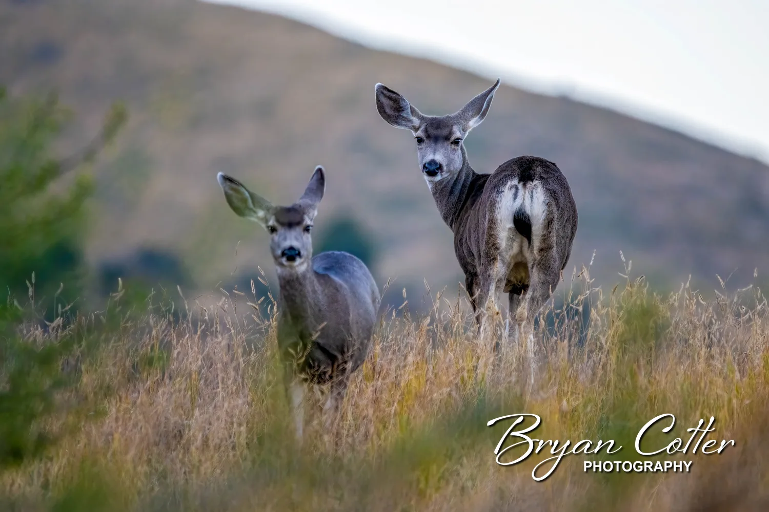 Mule Deer