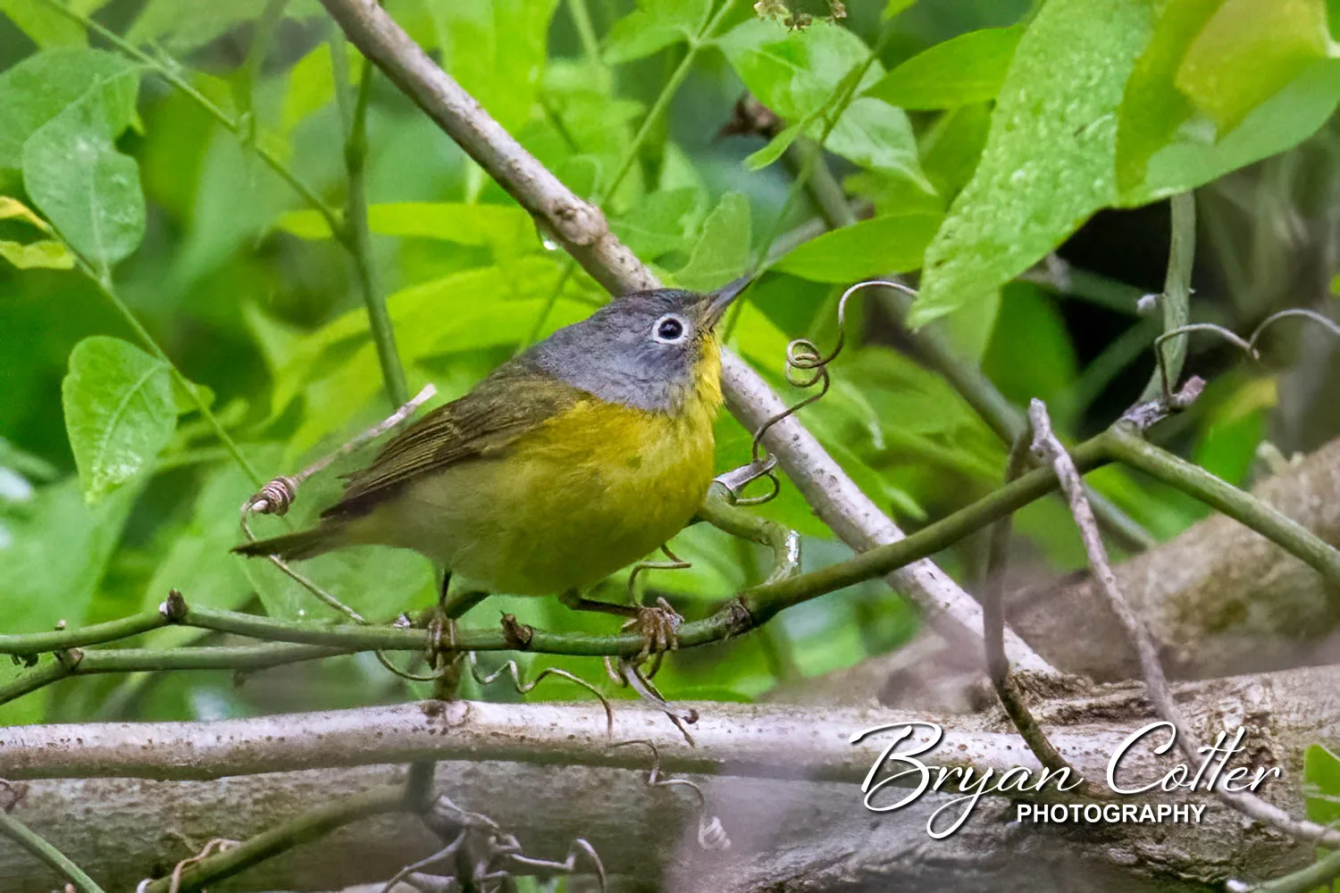 Nashville Warbler