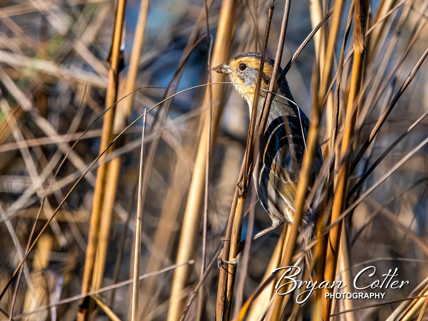Nelson's Sparrow