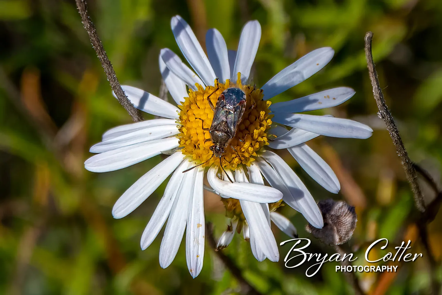 Nettle Ground Bug