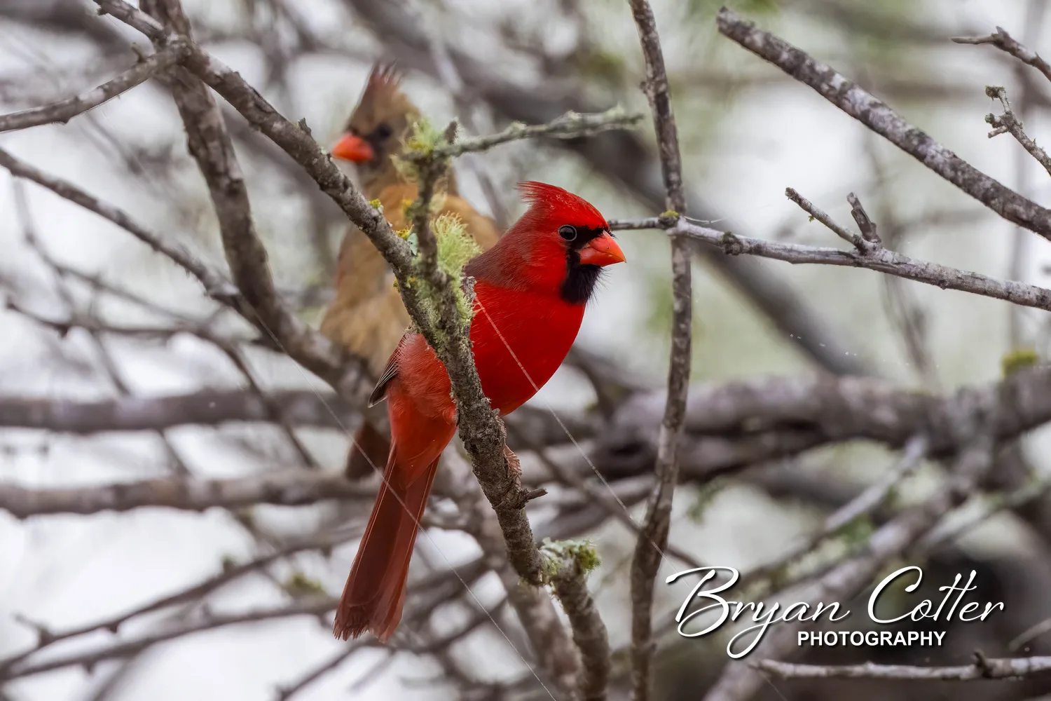 Northern Cardinal