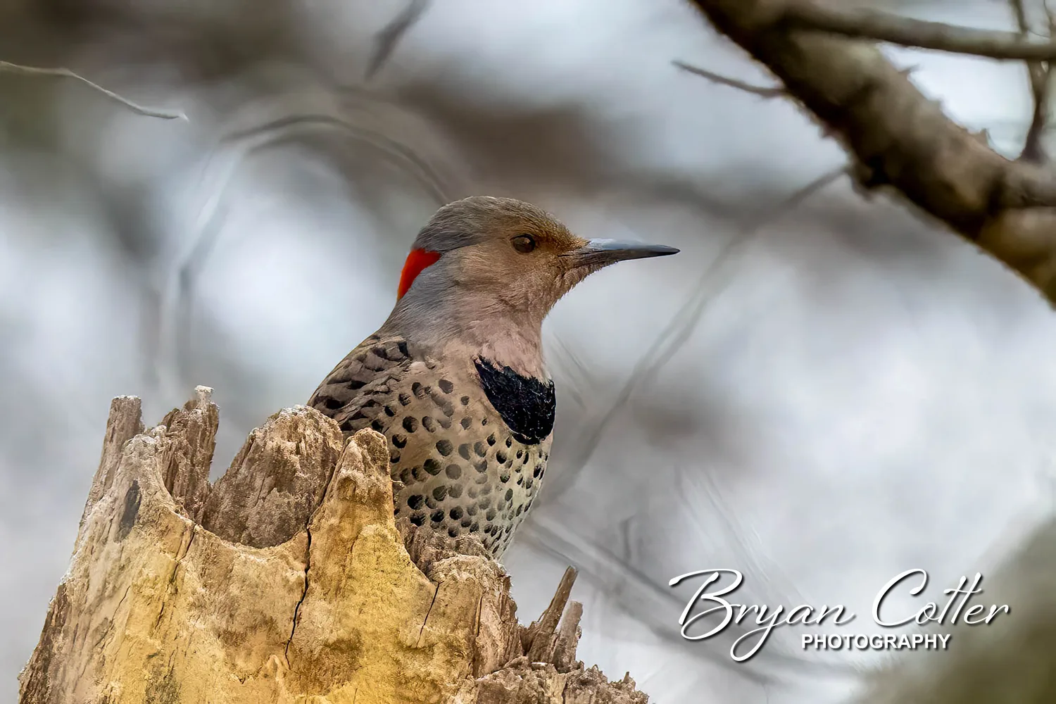 Northern Flicker