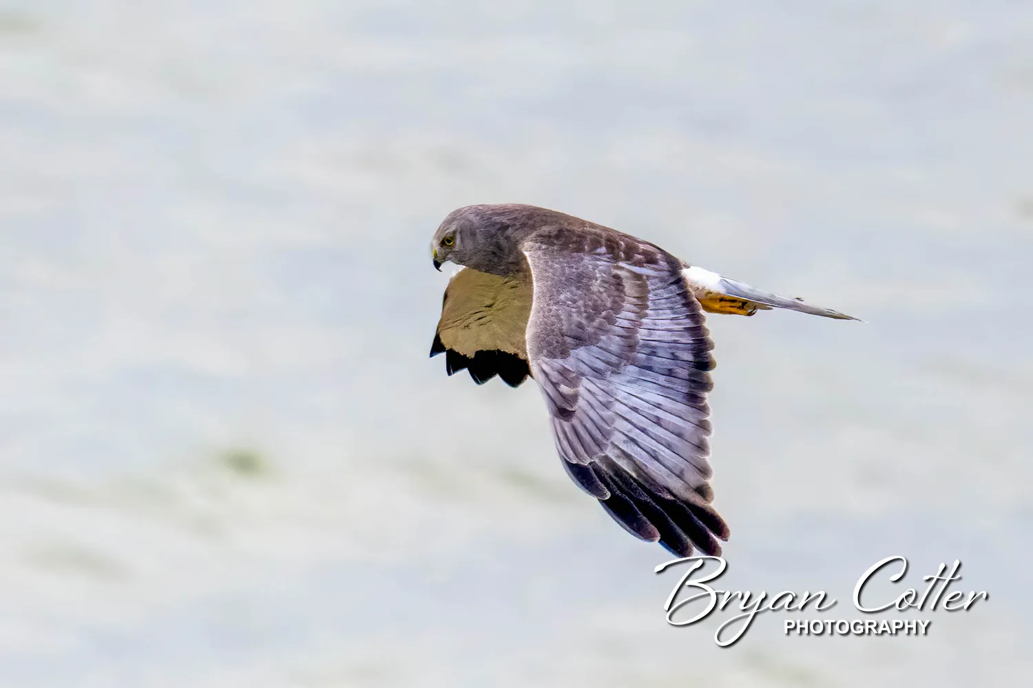 Northern Harrier