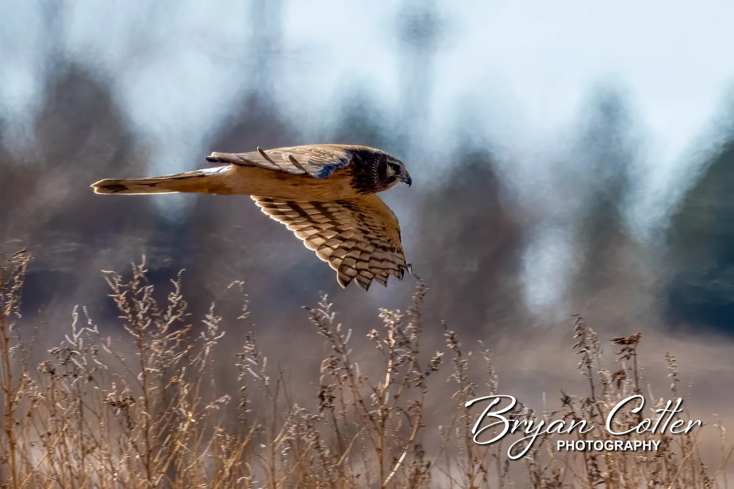 Northern Harrier