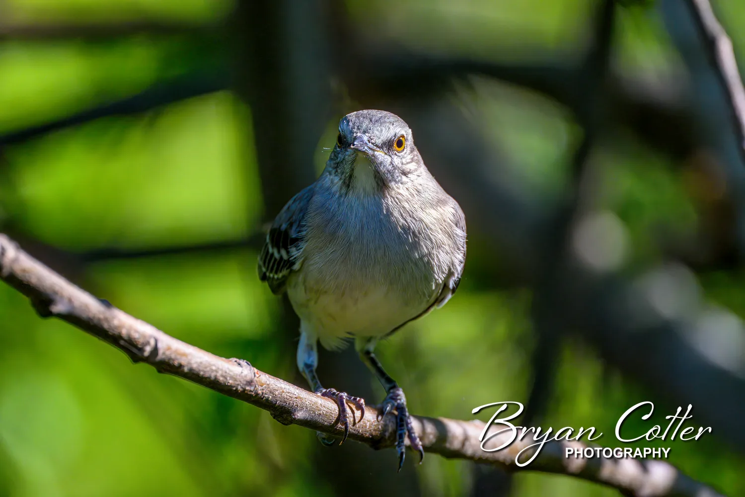 Northern Mockingbird