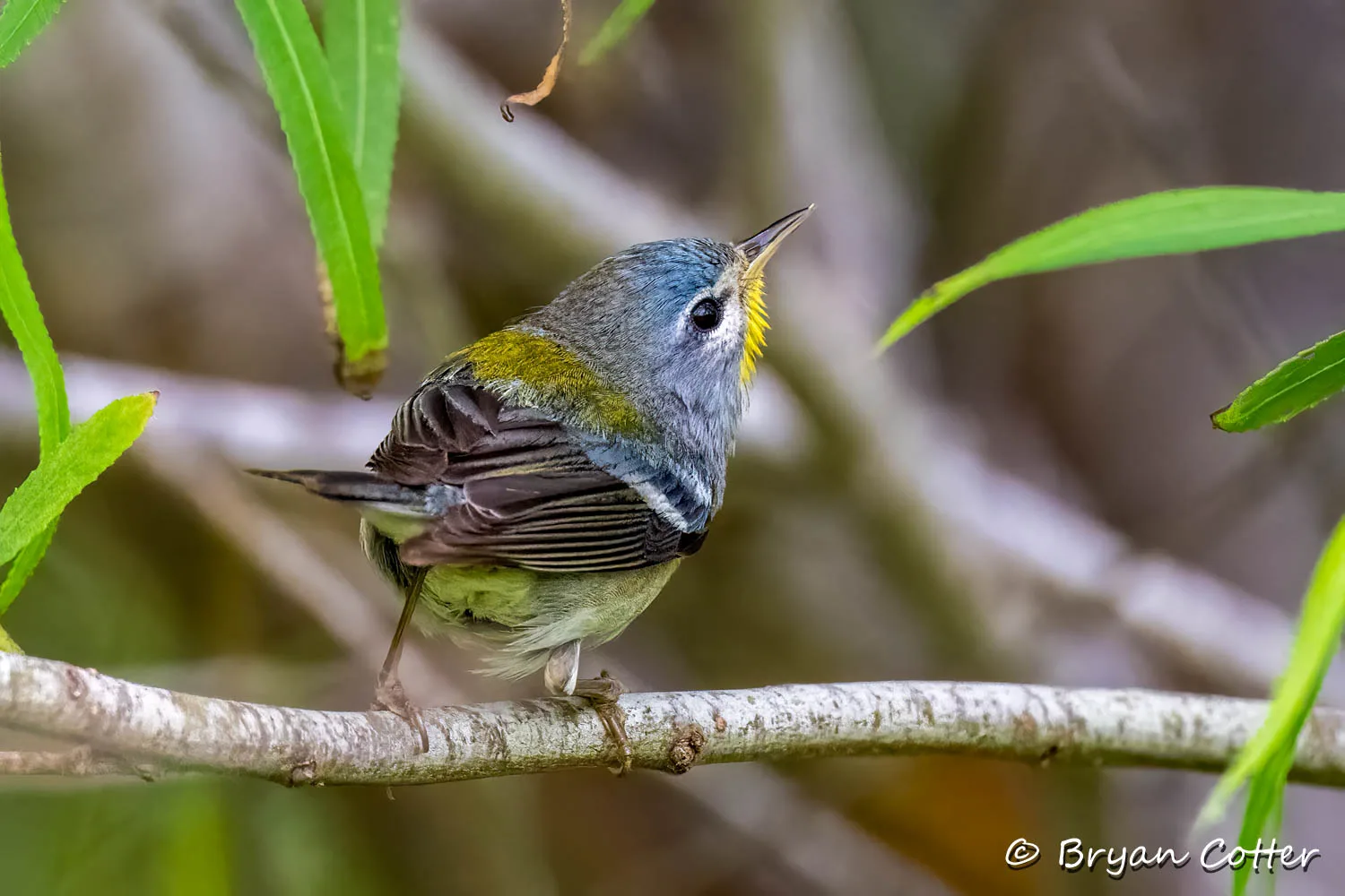 Northern Parula