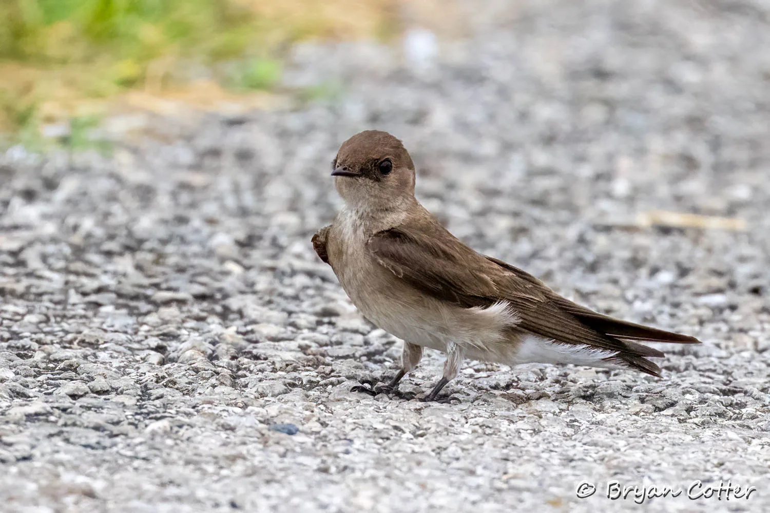 Northern Rough-winged Swallow