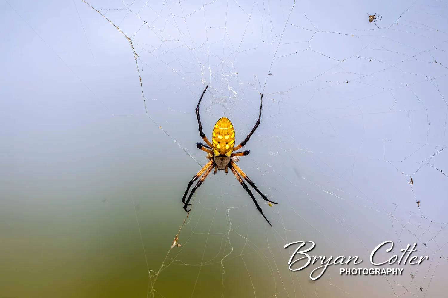 Orb Weaver