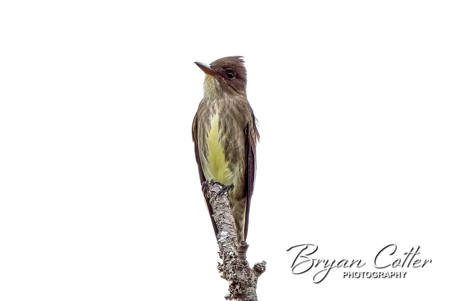 Olive-sided Flycatcher